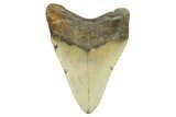 Serrated, Fossil Megalodon Tooth - North Carolina #298957-1